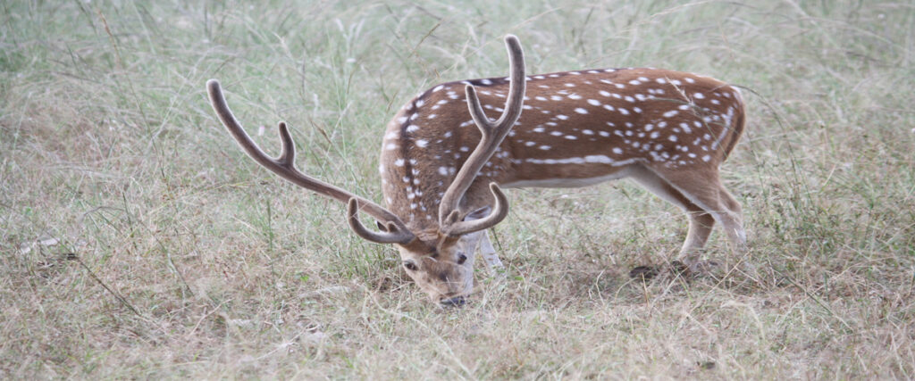 dhikala zone, dhikala zone safari, dhikala zone jim corbett, dhikala zone jim corbett visit, jim corbett national park, corbett national park, corbett jeep safari, 