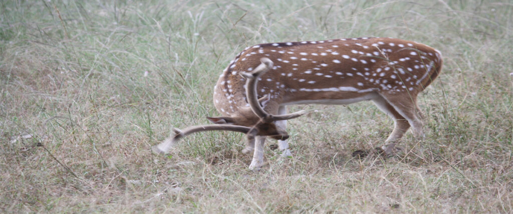 dhikala zone, dhikala zone safari, dhikala zone jim corbett, dhikala zone jim corbett visit, jim corbett national park, corbett national park, corbett jeep safari, 