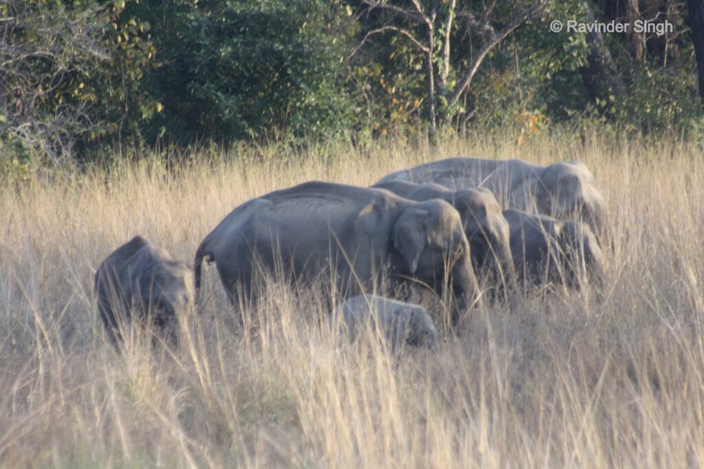 dhikala zone, dhikala zone safari, dhikala zone jim corbett, dhikala zone jim corbett visit, jim corbett national park, corbett national park, corbett jeep safari, 