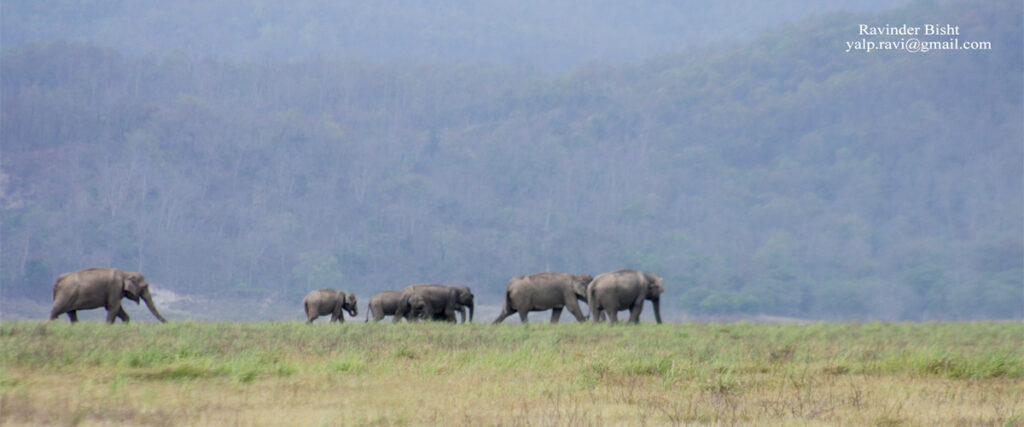 dhikala zone, dhikala zone safari, dhikala zone jim corbett, dhikala zone jim corbett visit, jim corbett national park, corbett national park, corbett jeep safari, 