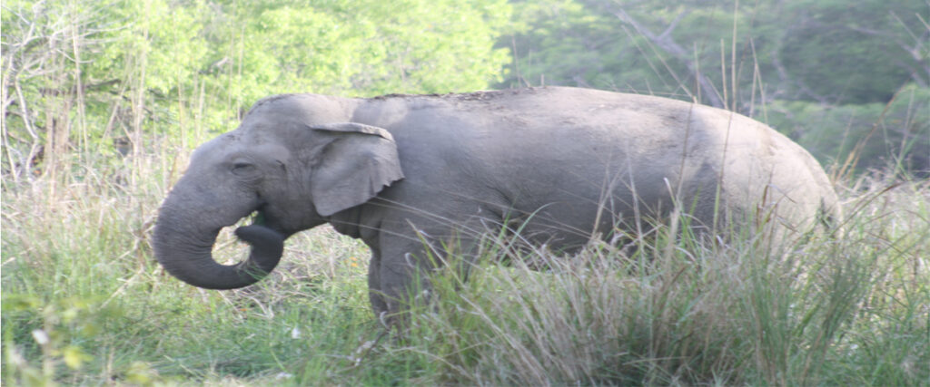 dhikala zone, dhikala zone safari, dhikala zone jim corbett, dhikala zone jim corbett visit, jim corbett national park, corbett national park, corbett jeep safari, 