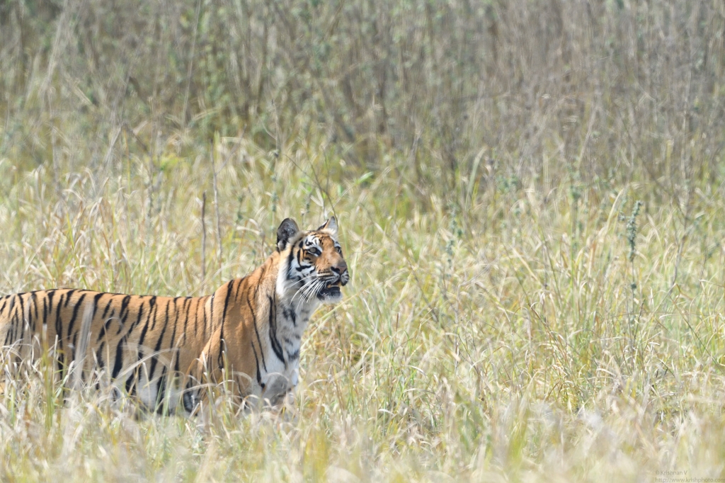 dhikala zone, dhikala zone safari, dhikala zone jim corbett, dhikala zone jim corbett visit, jim corbett national park, corbett national park, corbett jeep safari, 