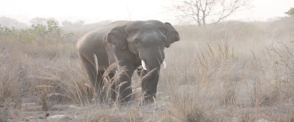 dhikala zone, dhikala zone safari, dhikala zone jim corbett, dhikala zone jim corbett visit, jim corbett national park, corbett national park, corbett jeep safari, 