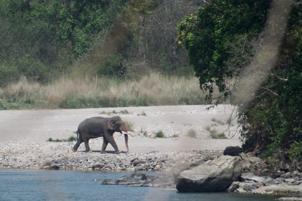 dhikala zone, dhikala zone safari, dhikala zone jim corbett, dhikala zone jim corbett visit, jim corbett national park, corbett national park, corbett jeep safari, 