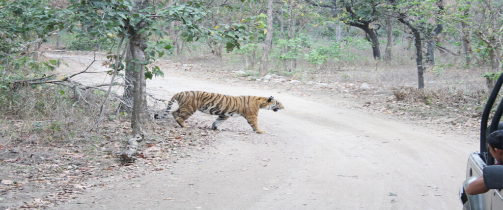 dhikala zone, dhikala zone safari, dhikala zone jim corbett, dhikala zone jim corbett visit, jim corbett national park, corbett national park, corbett jeep safari, 