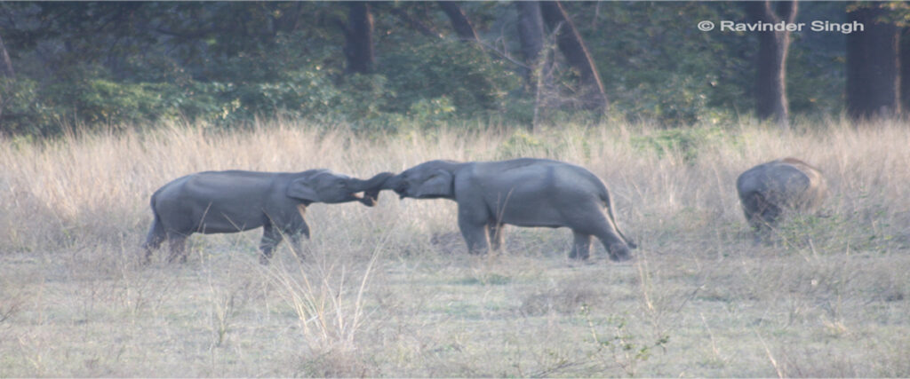 dhikala zone, dhikala zone safari, dhikala zone jim corbett, dhikala zone jim corbett visit, jim corbett national park, corbett national park, corbett jeep safari, 