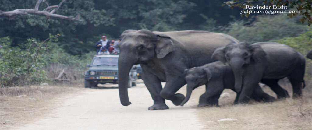 dhikala zone, dhikala zone safari, dhikala zone jim corbett, dhikala zone jim corbett visit, jim corbett national park, corbett national park, corbett jeep safari, 