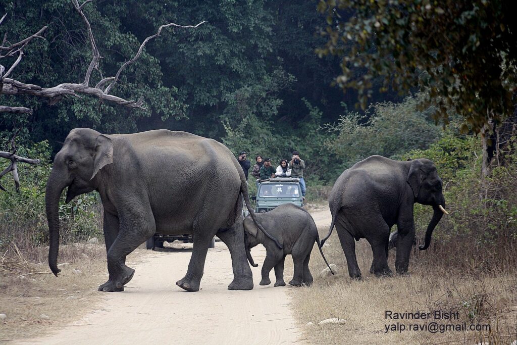 dhikala zone, dhikala zone safari, dhikala zone jim corbett, dhikala zone jim corbett visit, jim corbett national park, corbett national park, corbett jeep safari, 