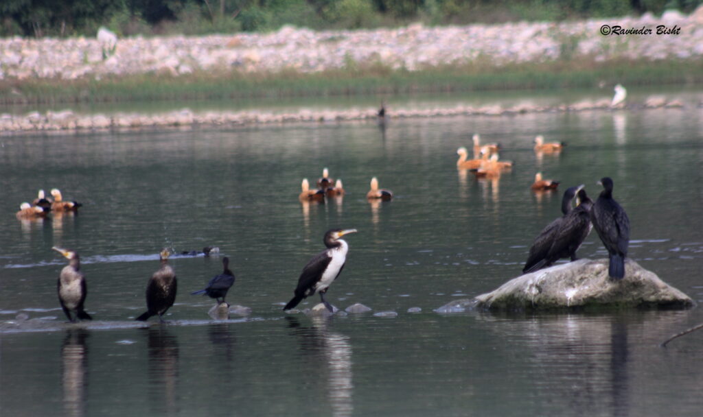 dhikala zone, dhikala zone safari, dhikala zone jim corbett, dhikala zone jim corbett visit, jim corbett national park, corbett national park, corbett jeep safari, 